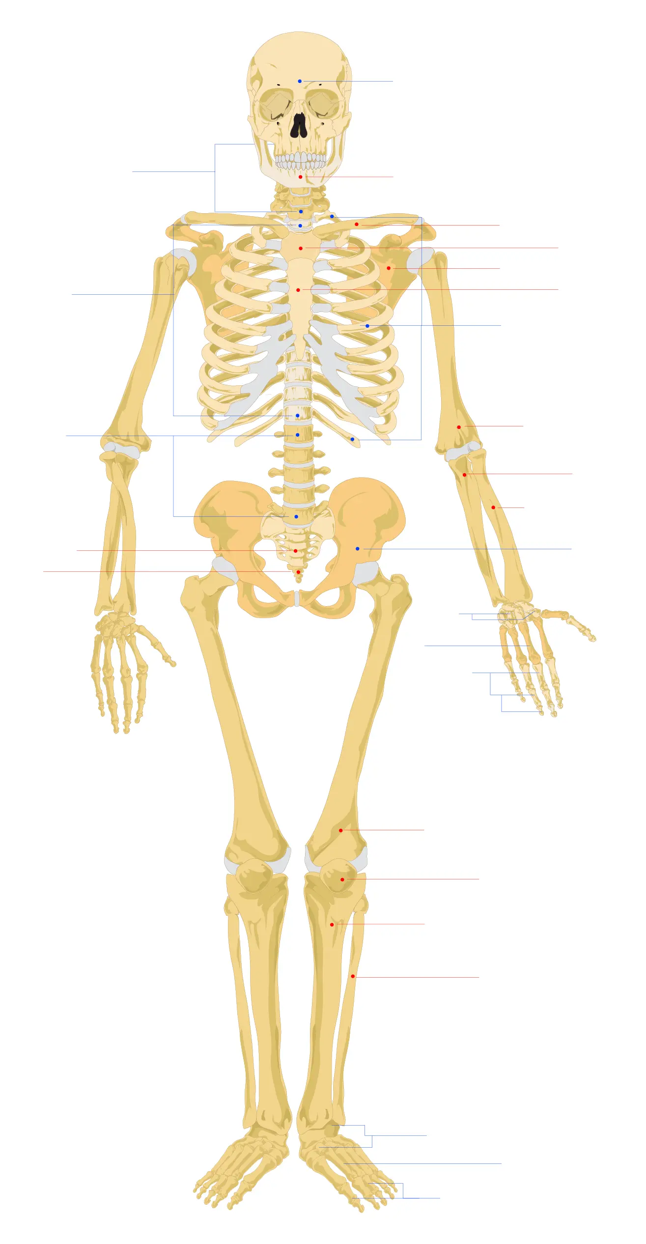Human Skeleton