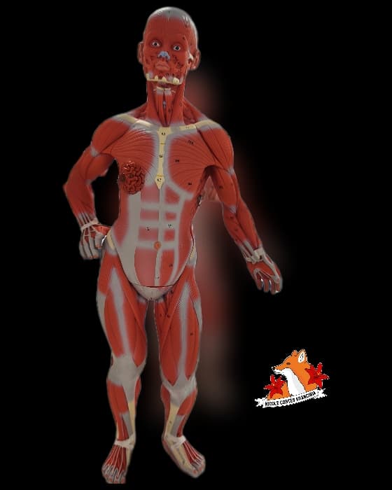 Musculoesquelético anterior