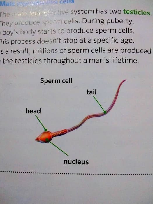 Sperm cell