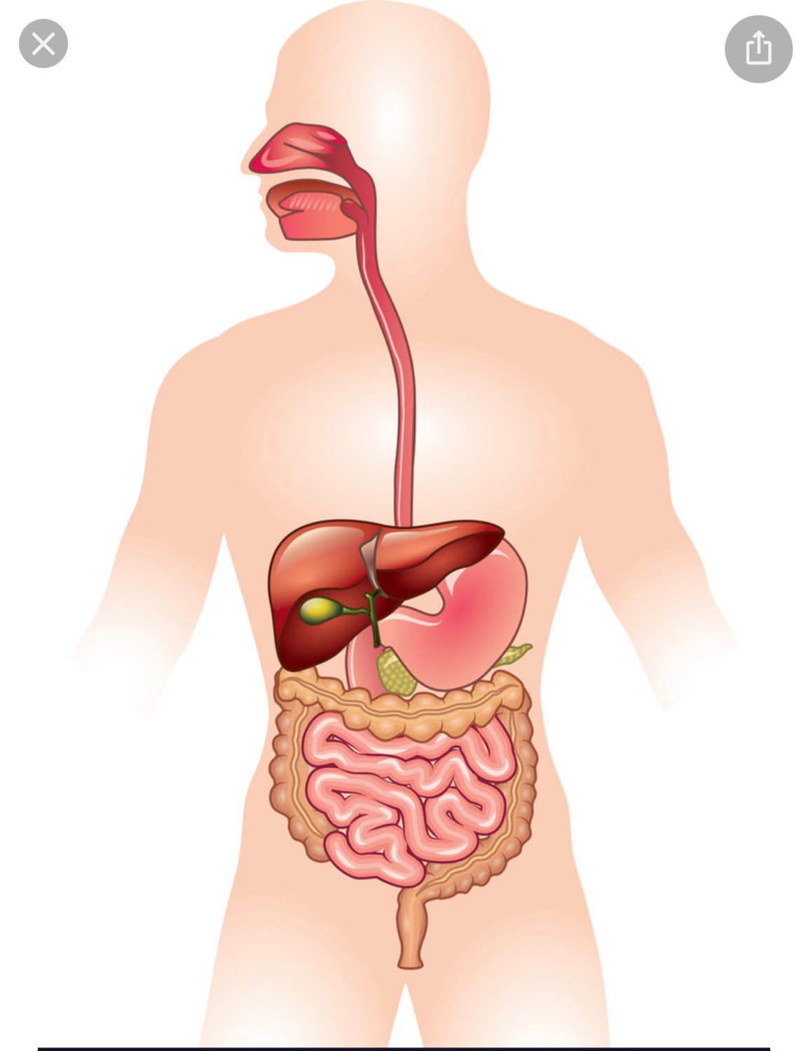 Human Digestive System