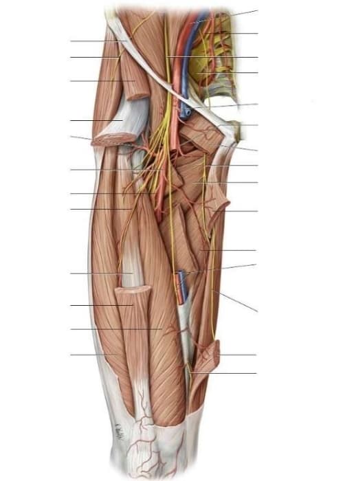Muslo medial y anterior