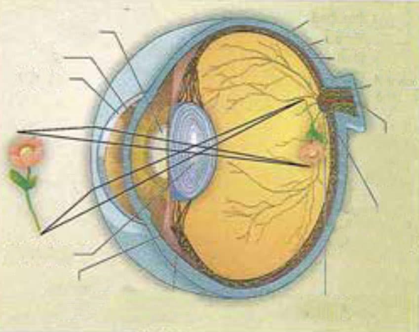 Partes del ojo