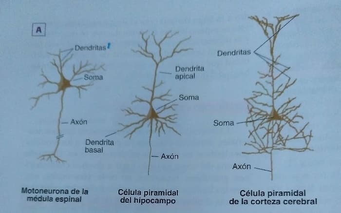Neuronas multipolares