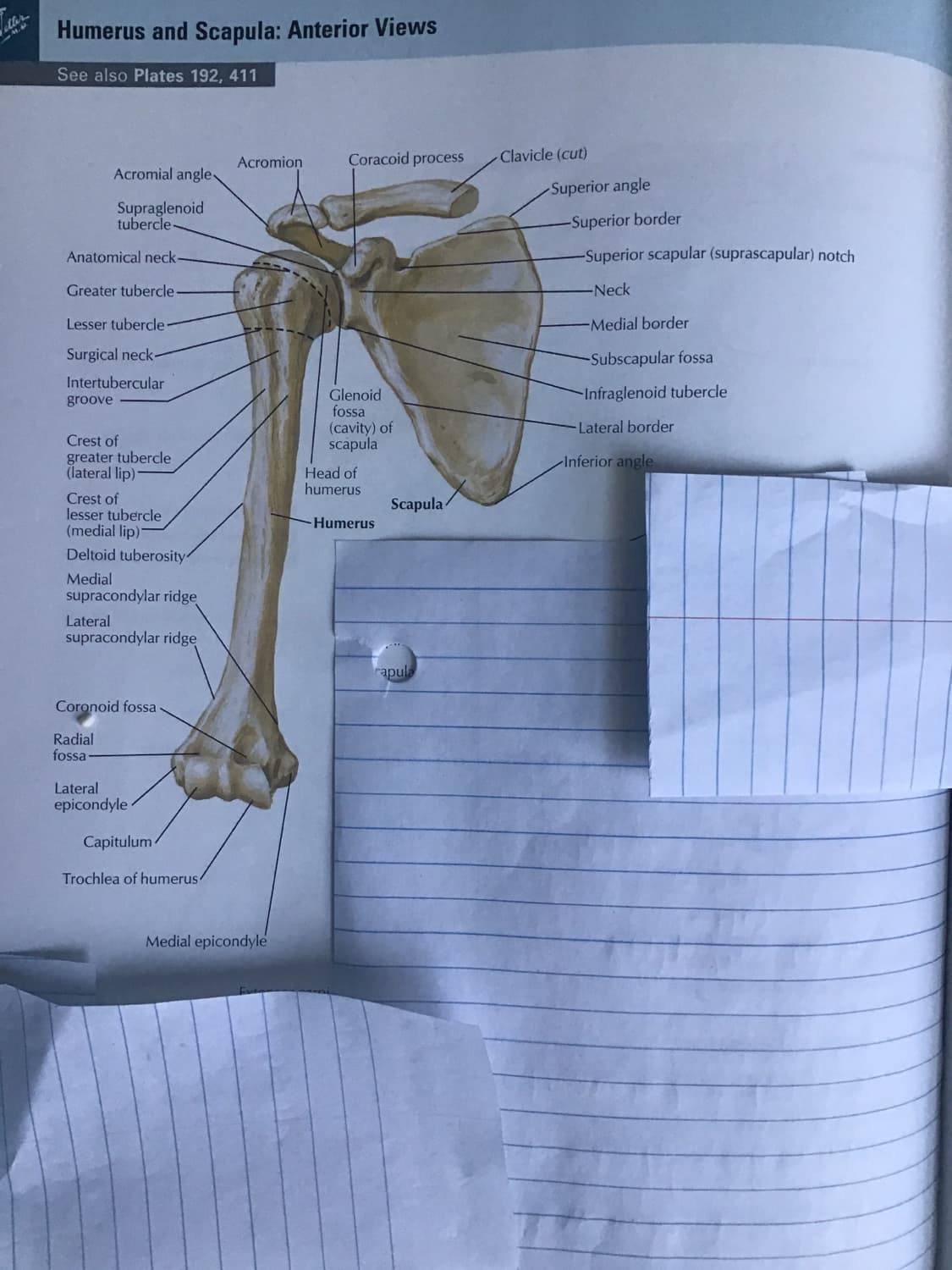 Humorous and Scapula: Anterior Views