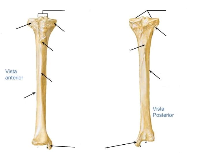 Tibia