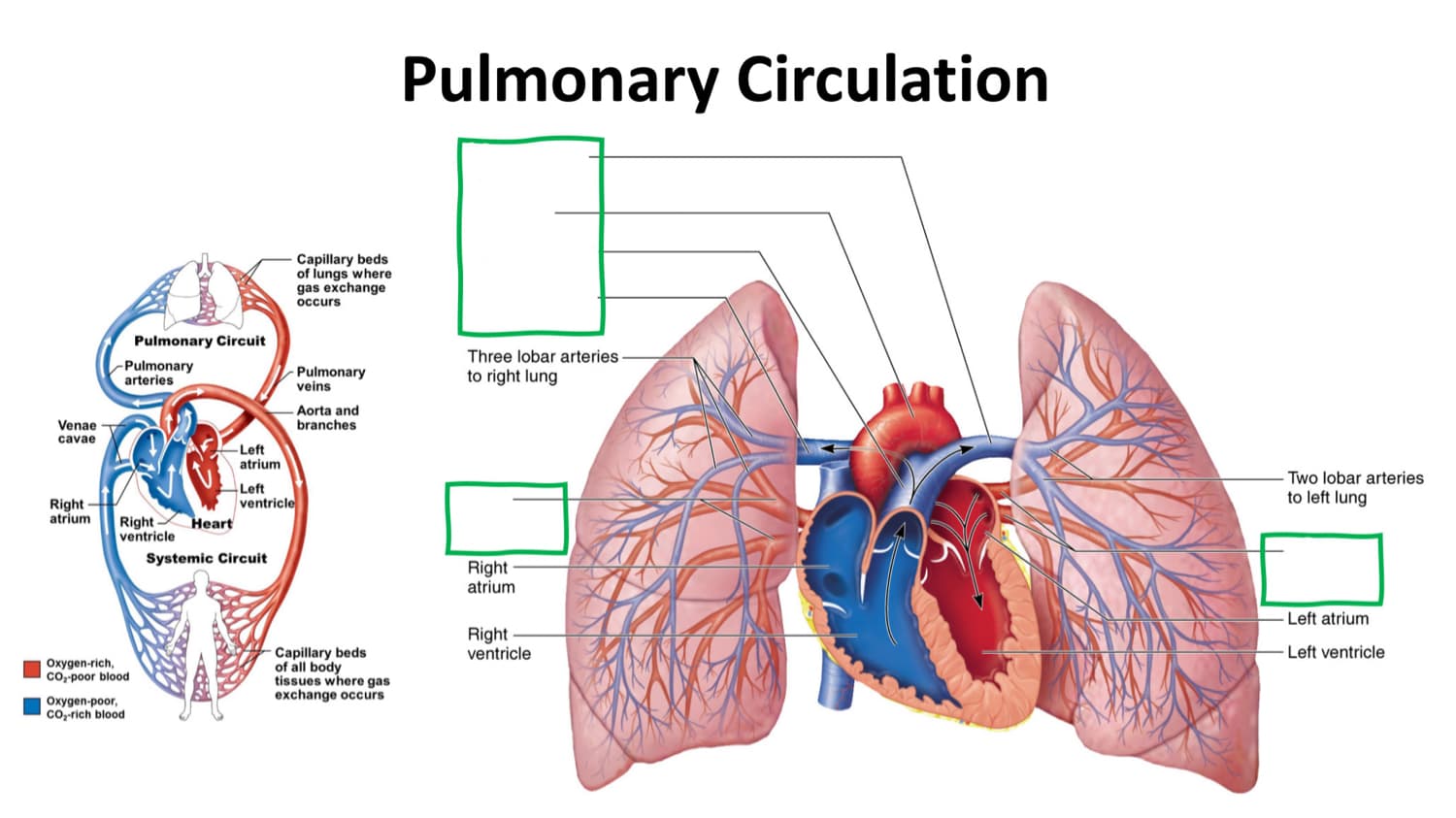 Pulmonary circulation