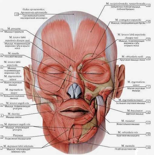 Musculatura Facial