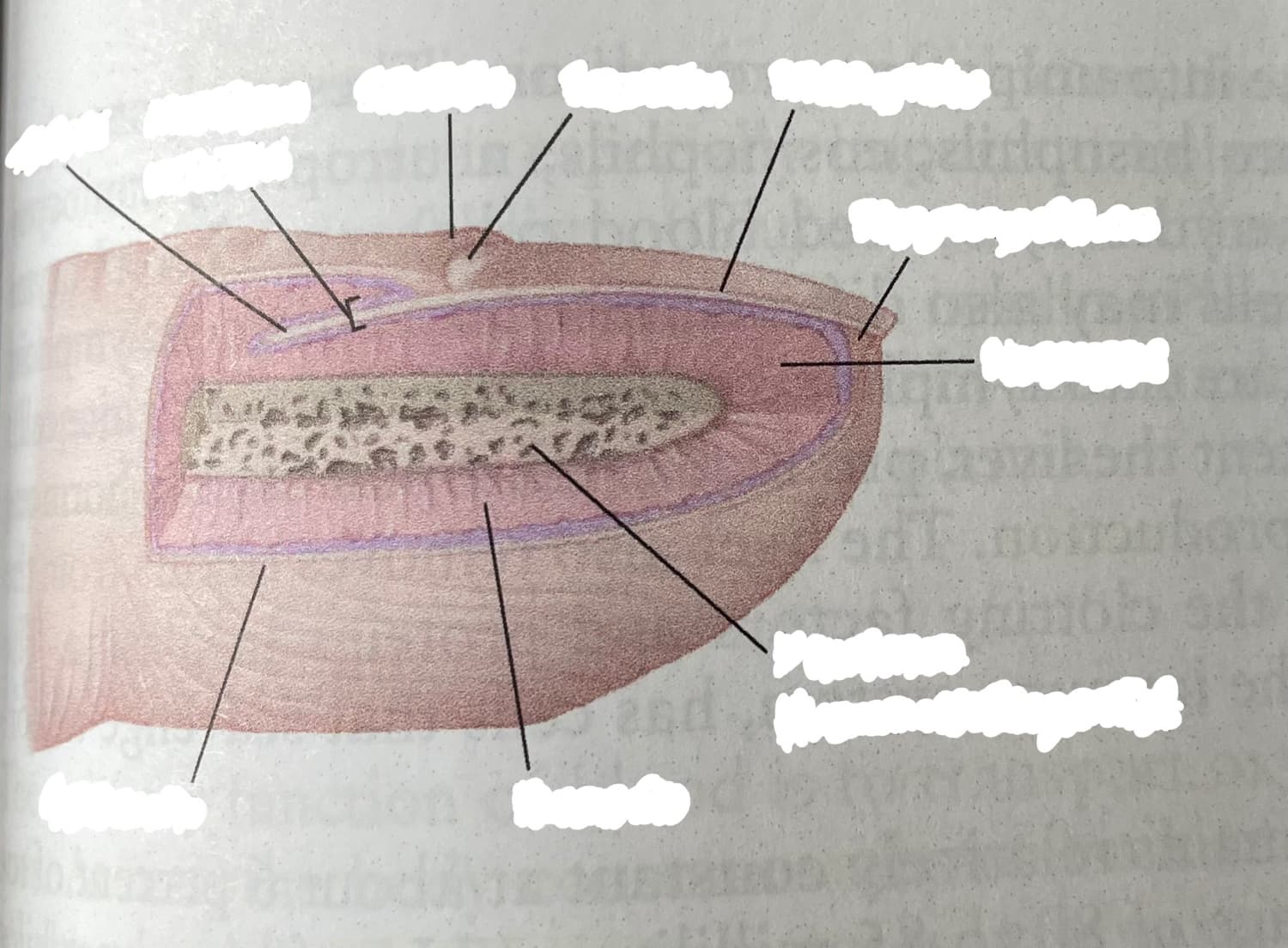 The nail