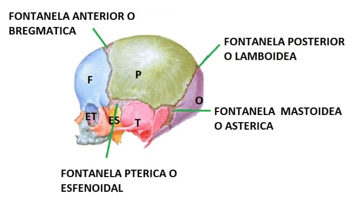 Sem2 Fontanelas