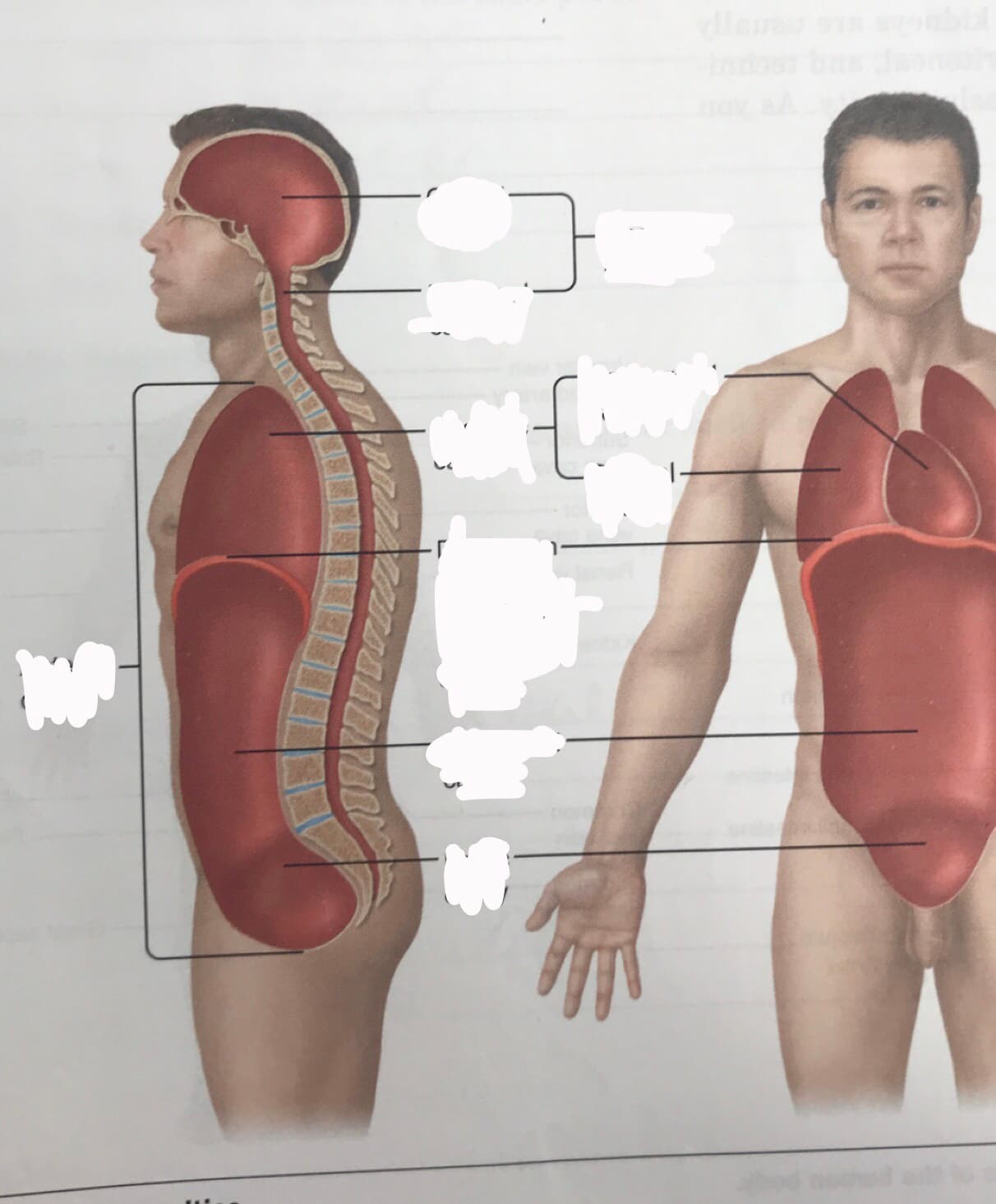 Body cavities
