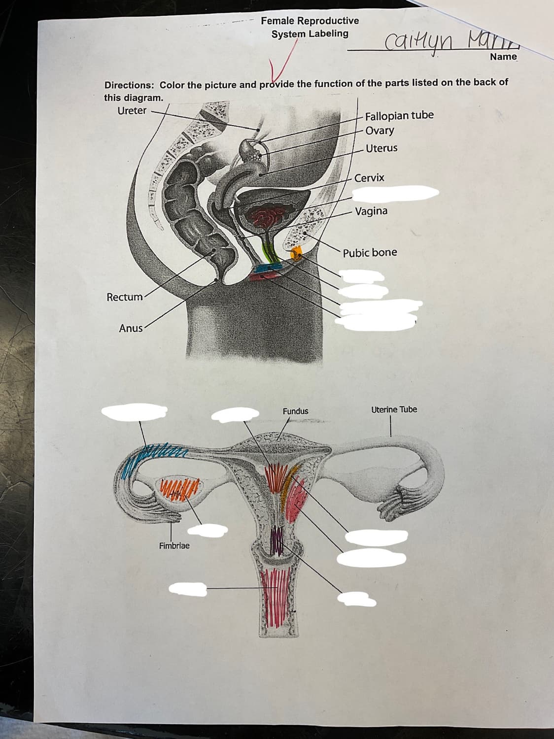 Female reproductive system