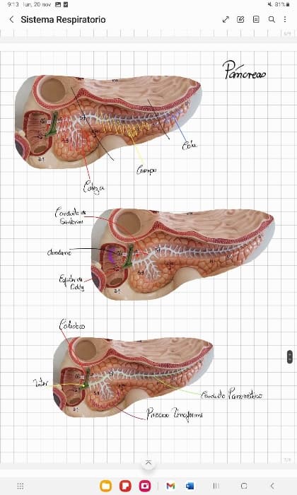 Pancreas