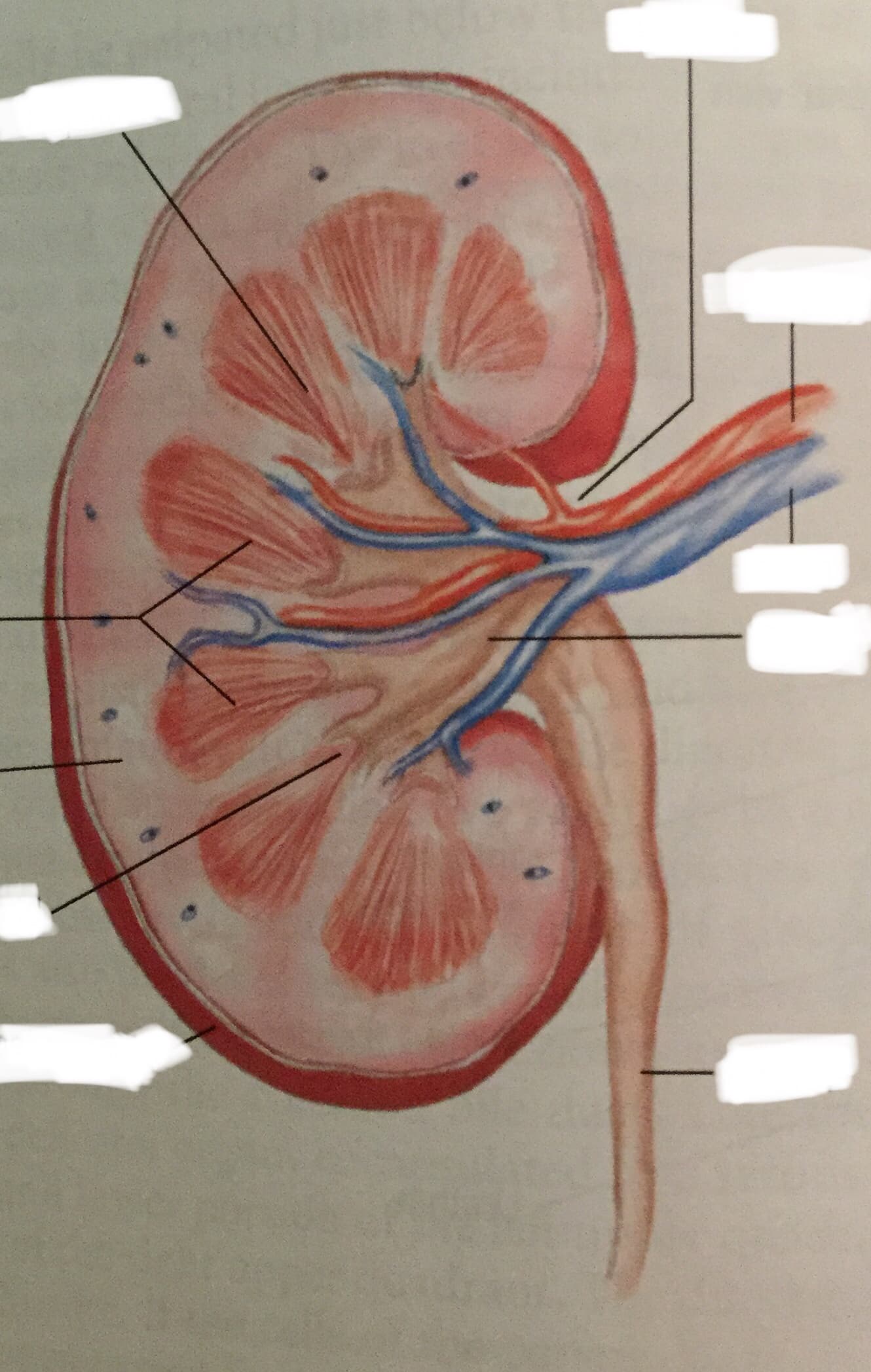 The kidney