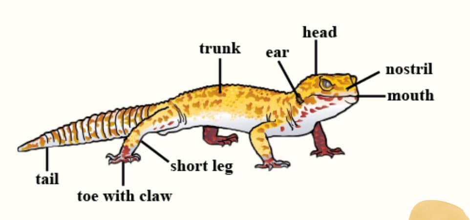 Lizard