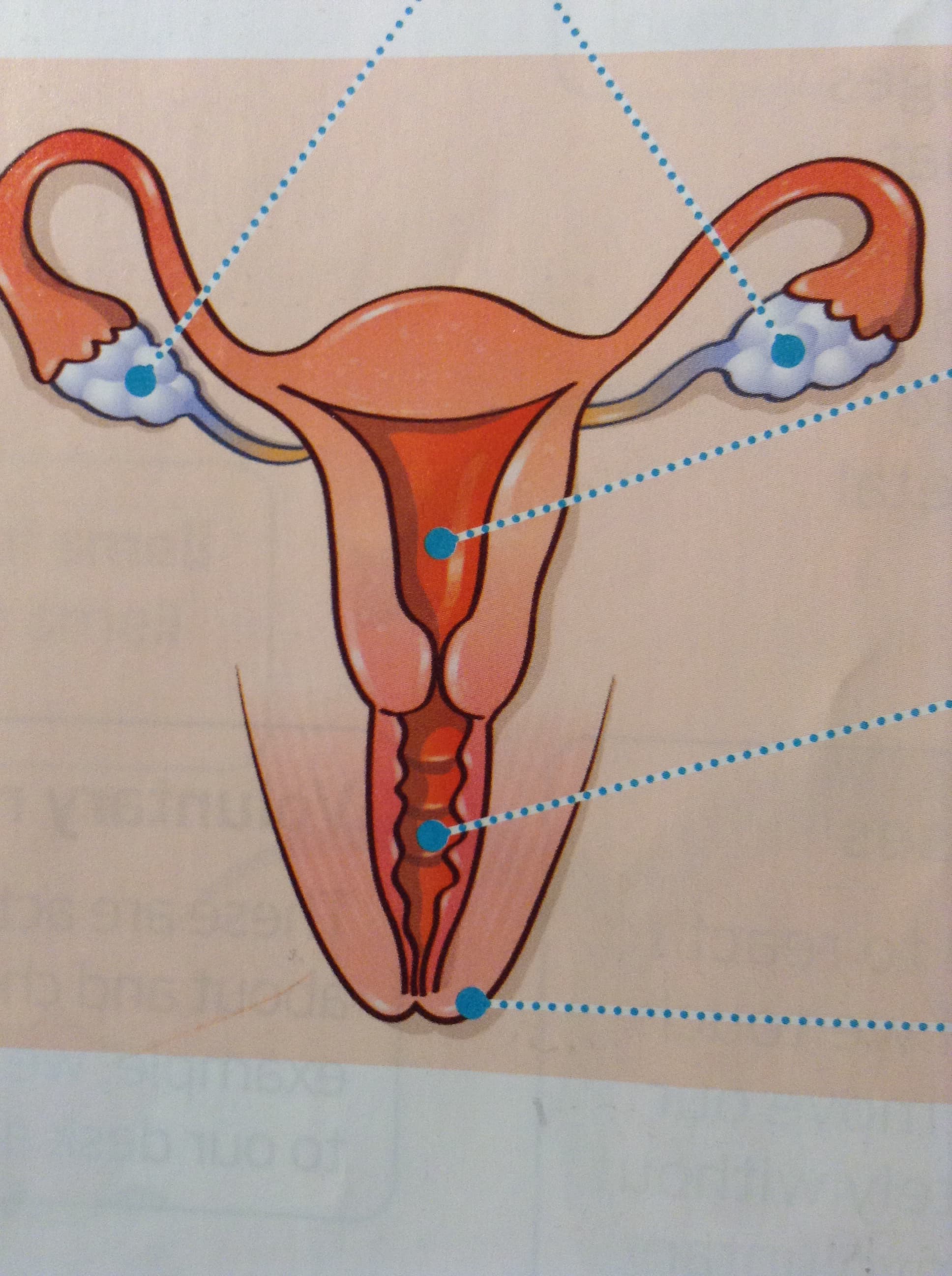 REPRODUCTION 1