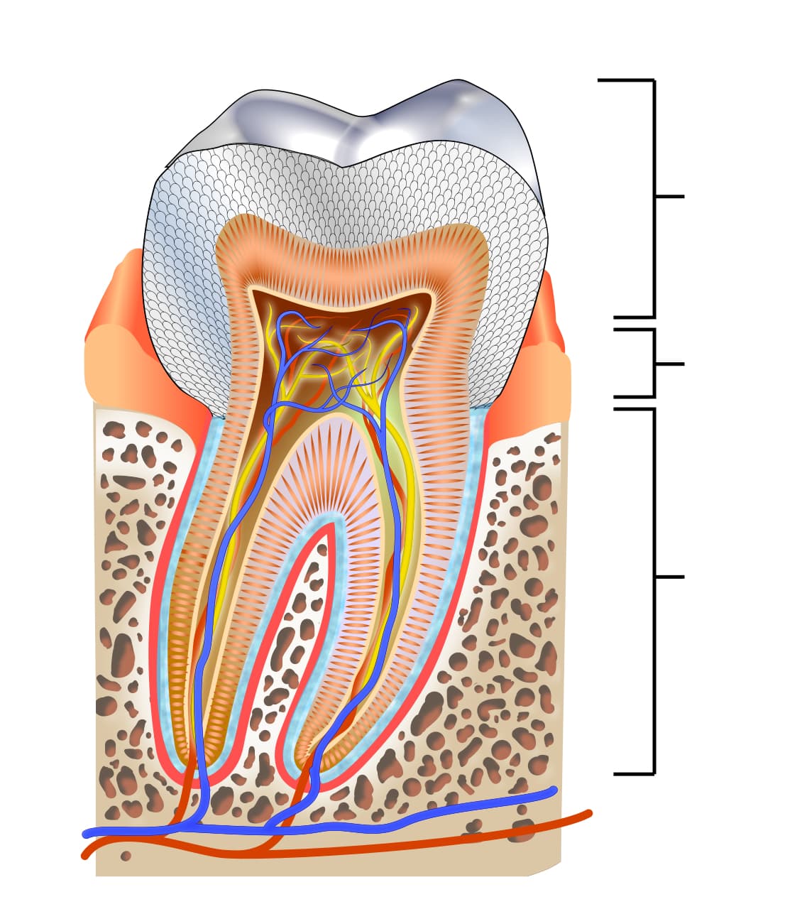 Tooth