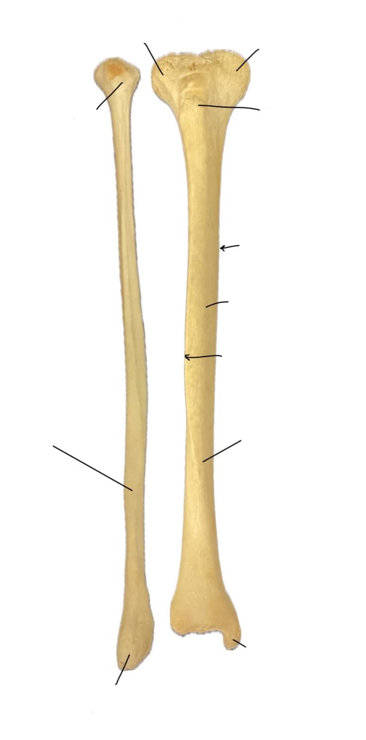 Leg models