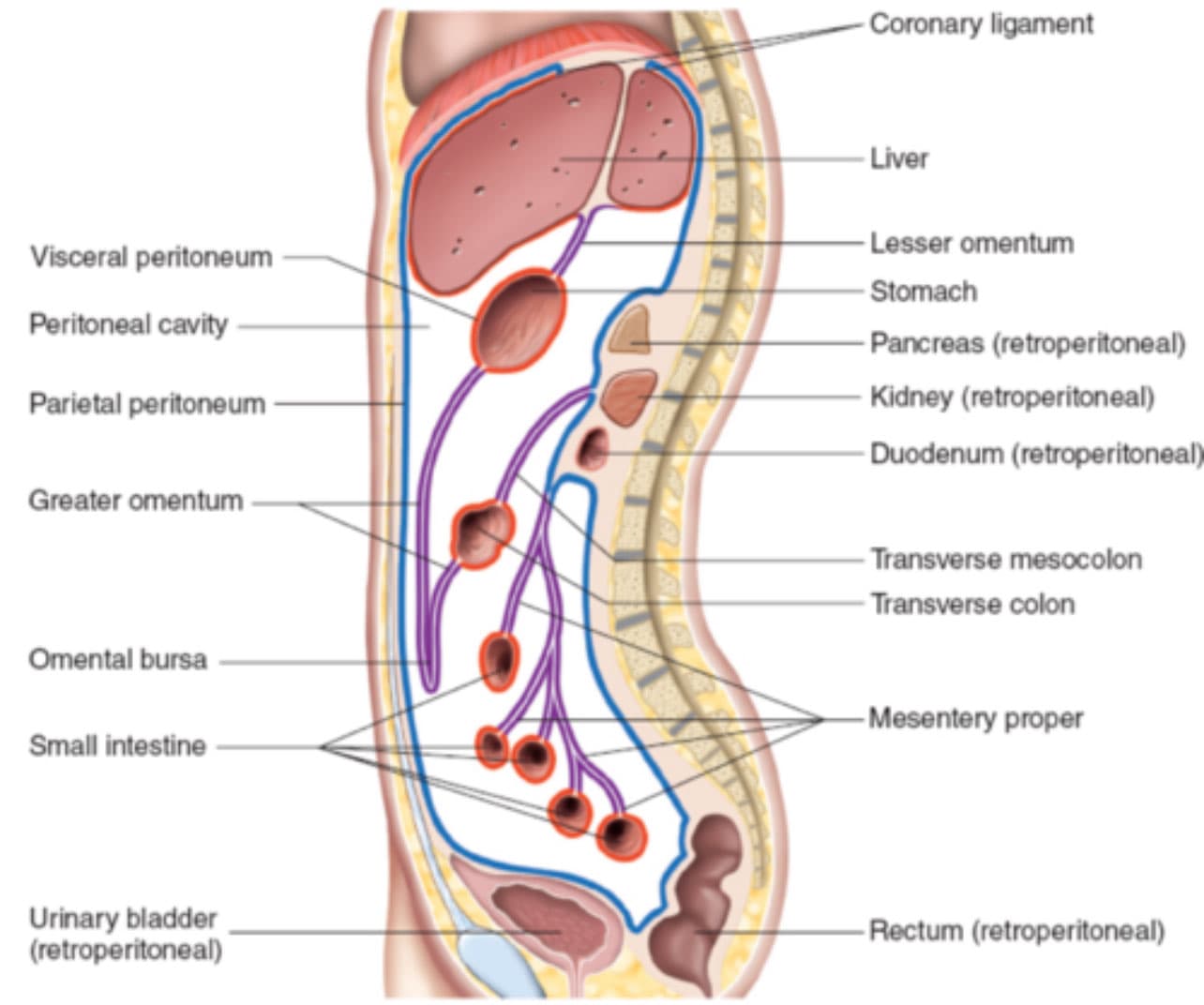 Peritoneal cavity