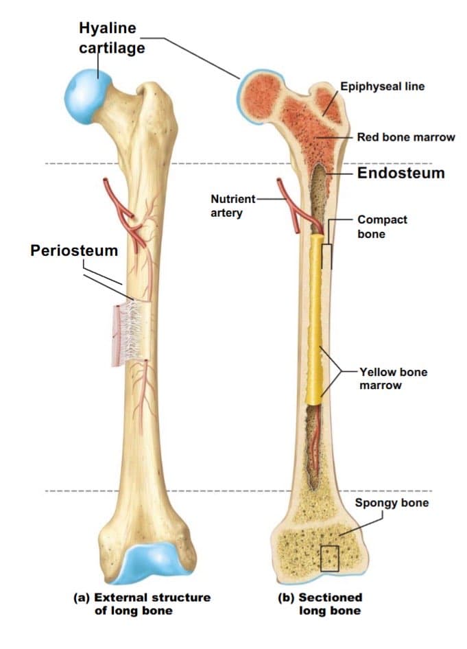 Basic bone anatomy