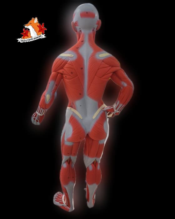 Musculoesquelético posterior