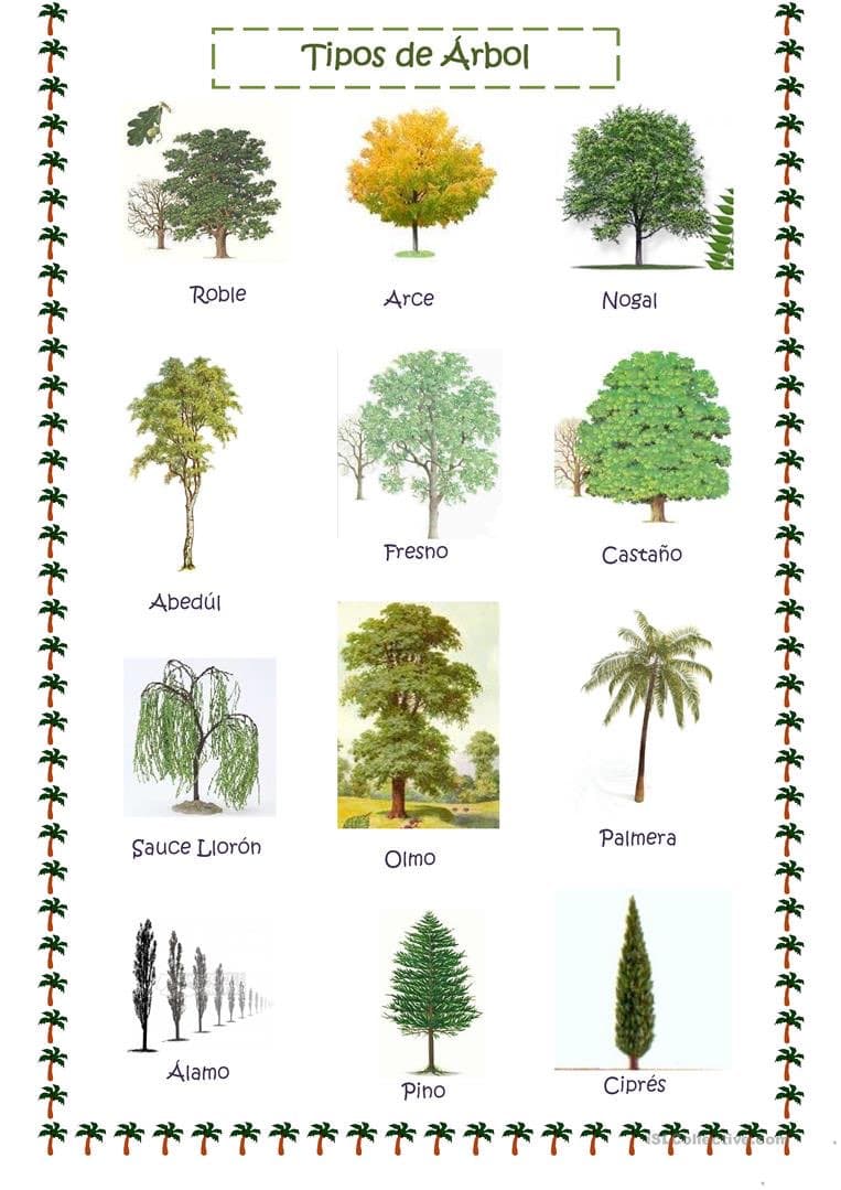 Tipos de árbol