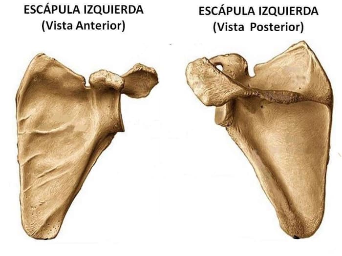 escápula