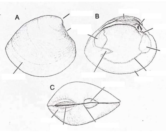 Bivalvia: Venus antiqua
