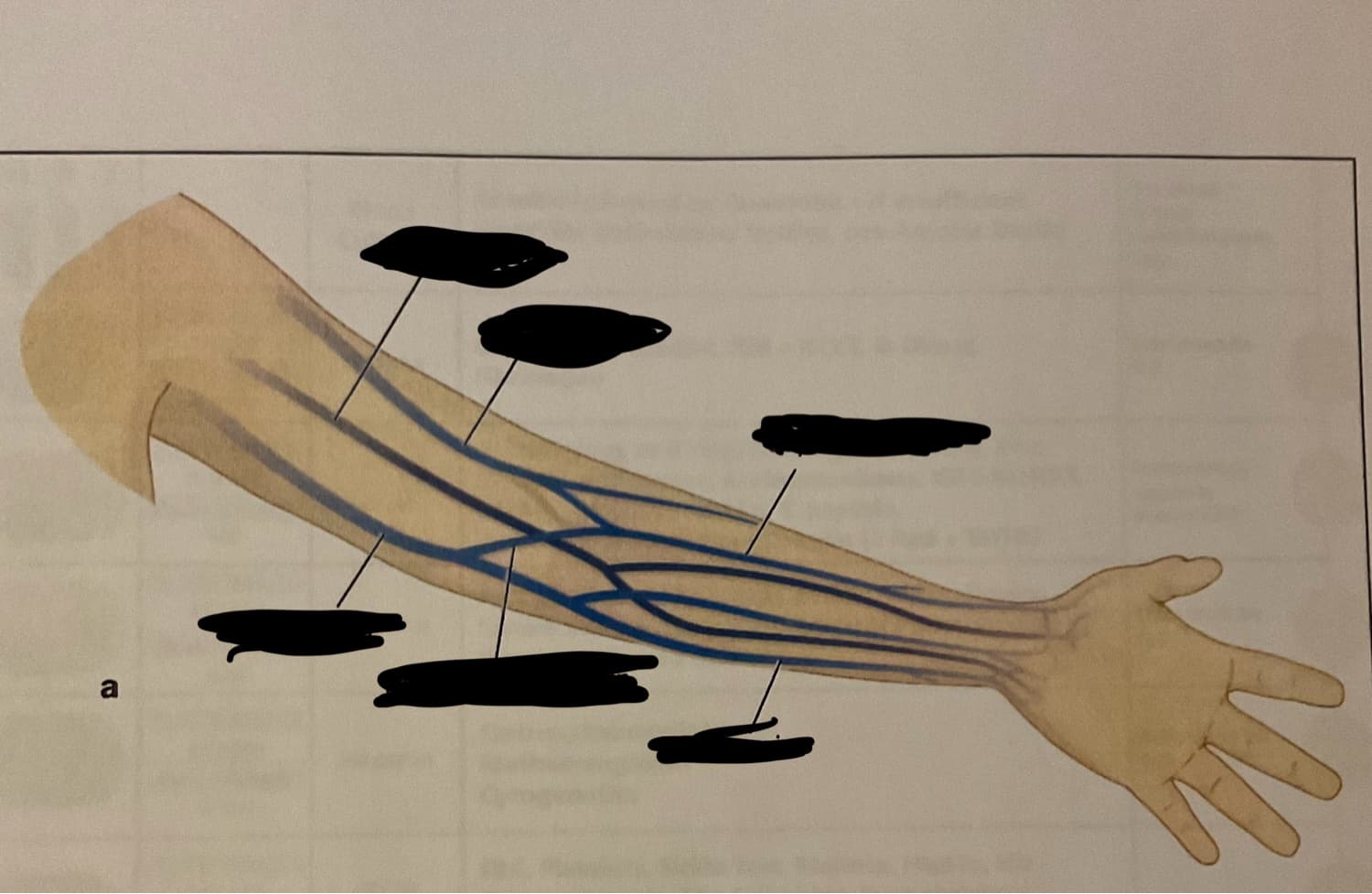 Veins