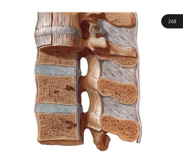 Ligamentos Vertebrales