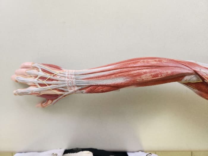 Musculatura de Antebrazo
