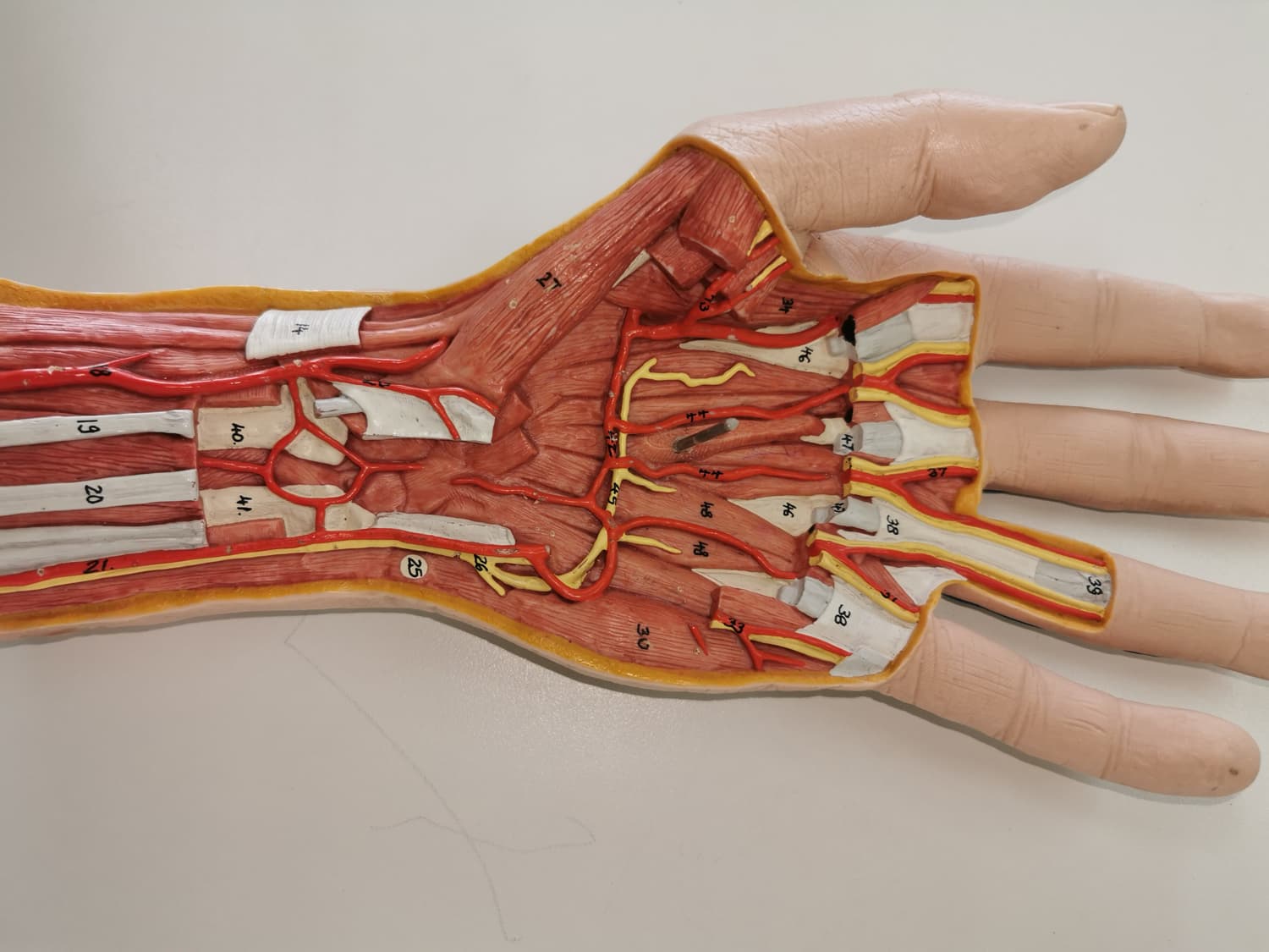 Mano Profunda (nervios y ms)