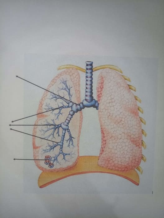 Pulmones