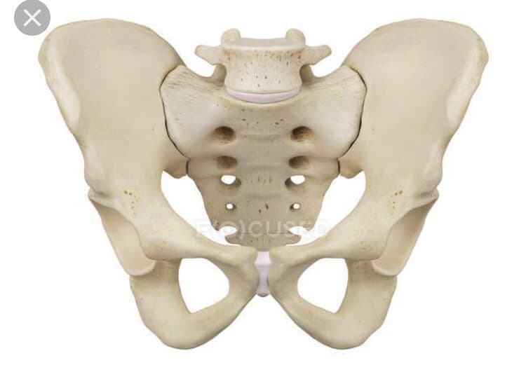 Pelvis Landmarks