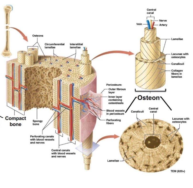 Osteons anatomy