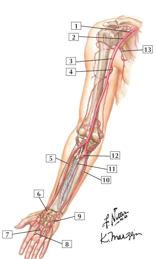 Arterias extremidad superior