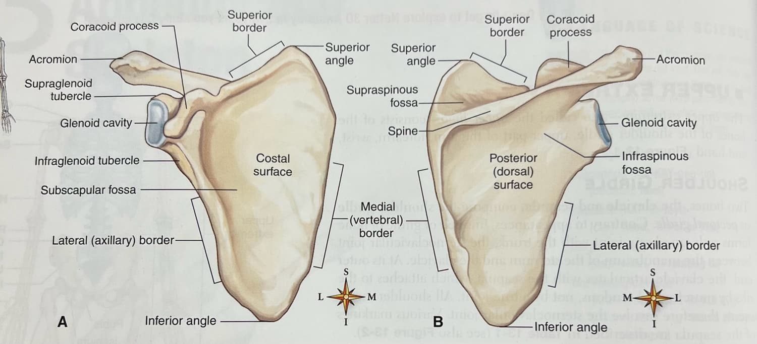 Right scapula