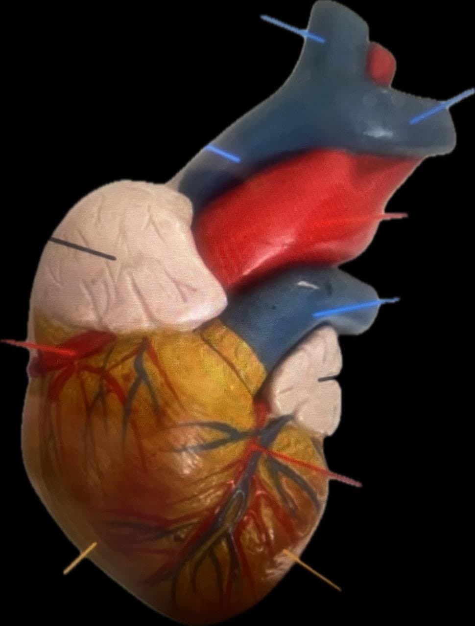 Corazón 3