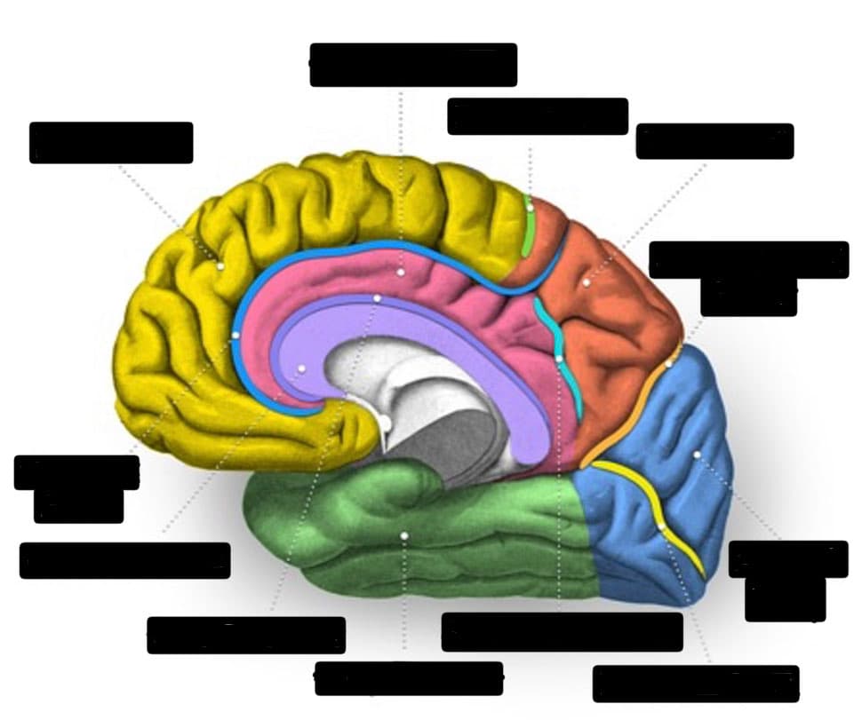 Lobes, gyrus, sulcus and callosum