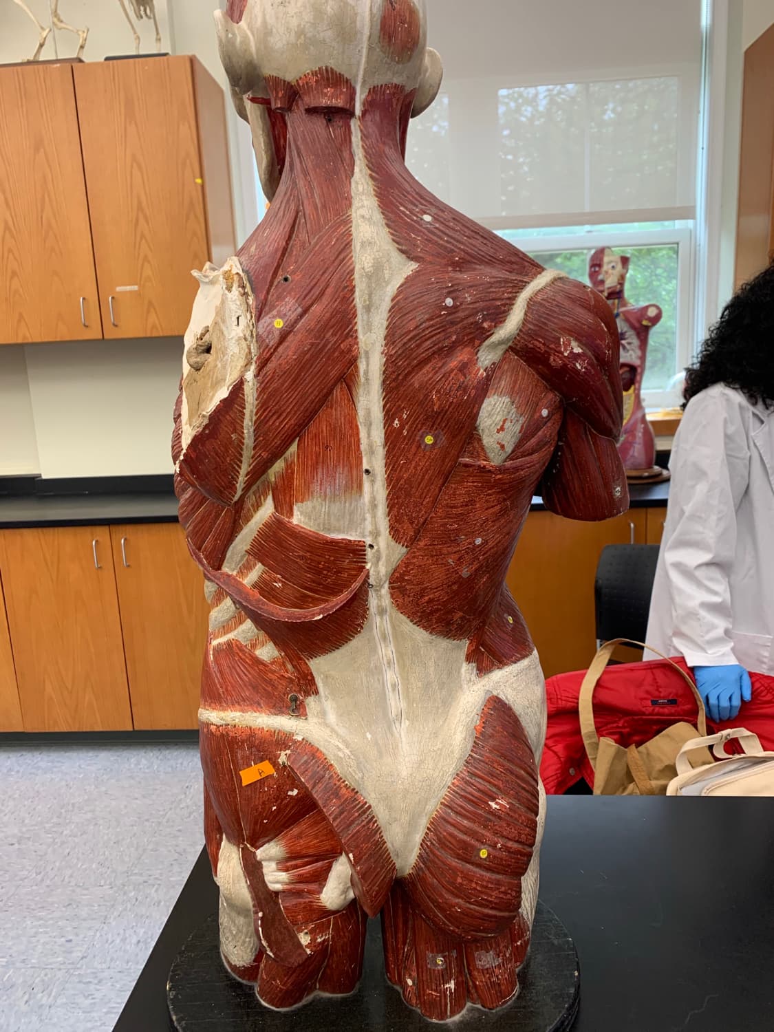 body muscles posterior