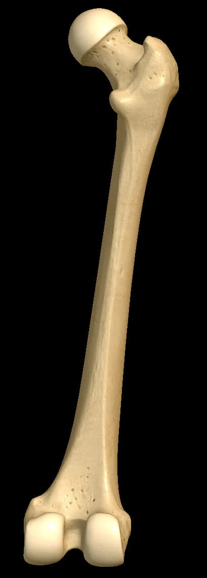 Fémur vista posterior