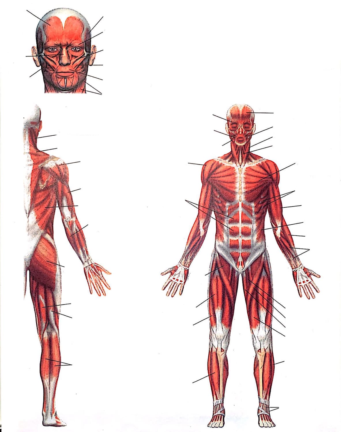Músculos del cuerpo