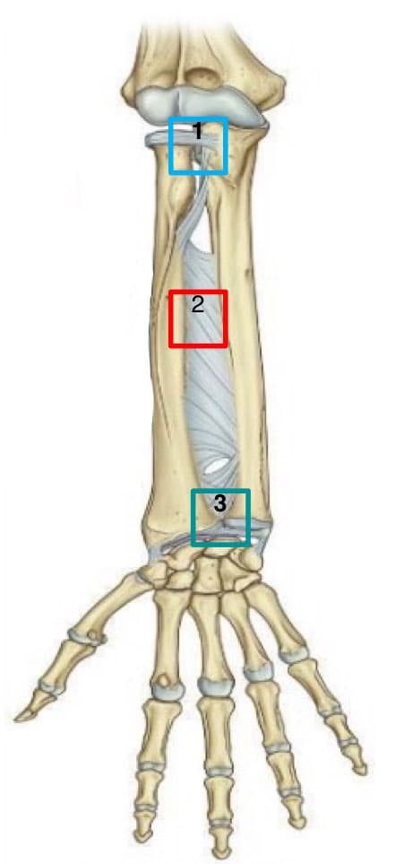 Articulaciones del antebrazo