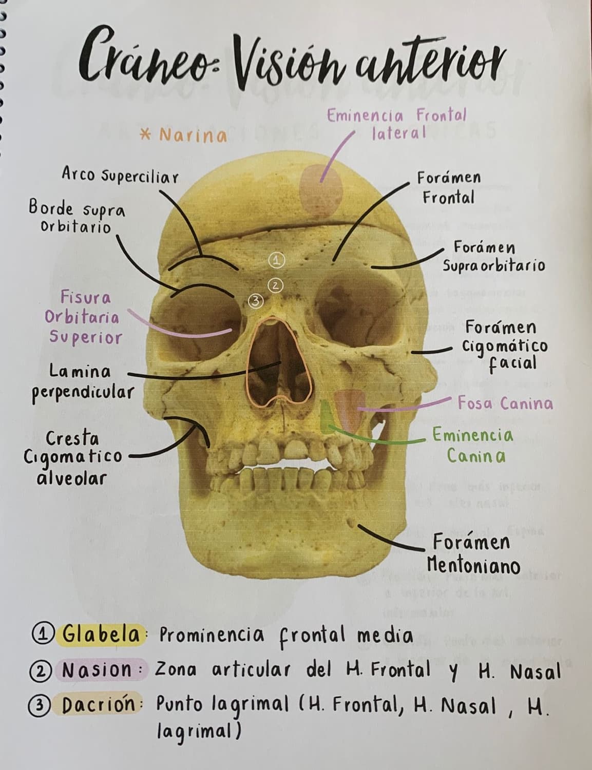 Craneo visión anterior