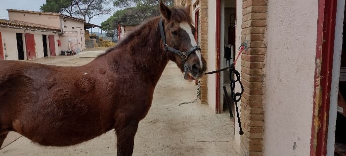 Caballos