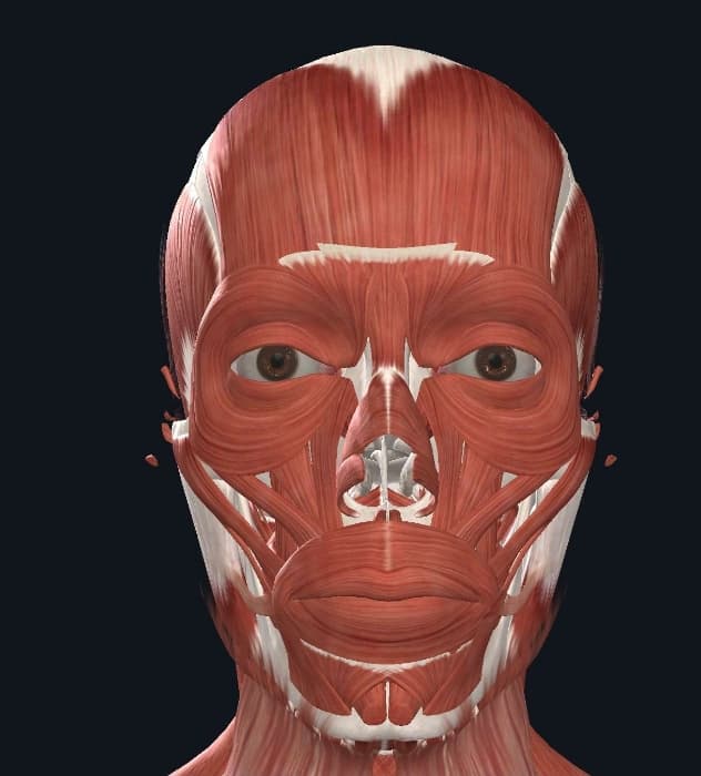 Músculos expresión facial