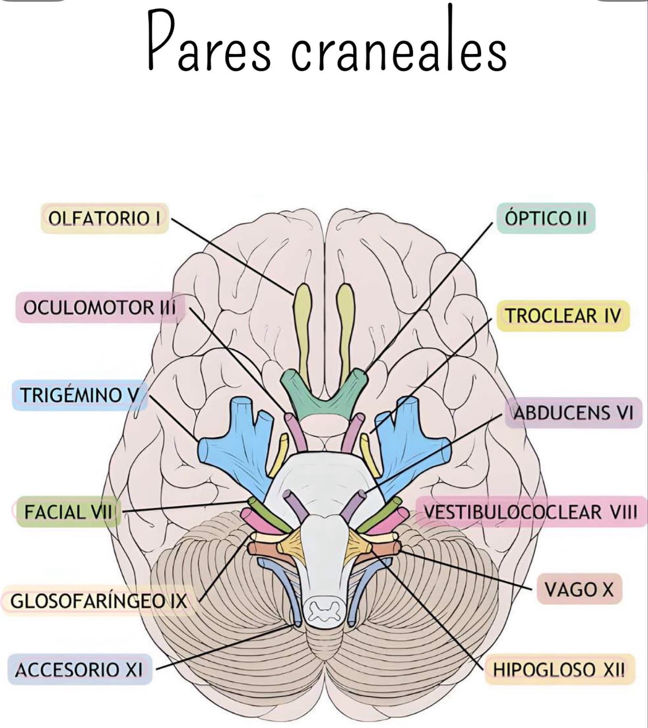 Pares craneales