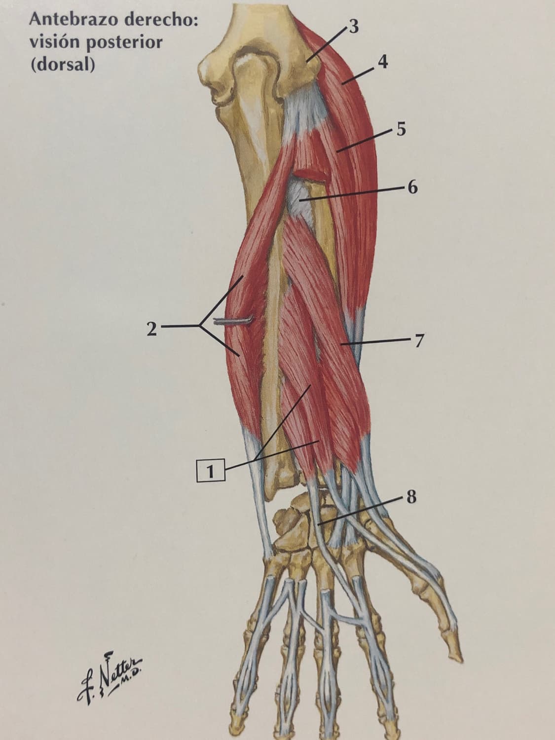 MÚSCULOS DEL ANTEBRAZO