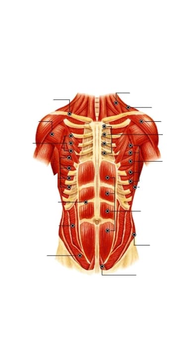 Estructura muscular del tórax y abdomen